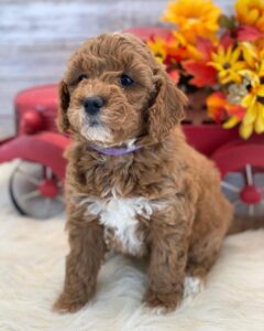 WYATT/MALE